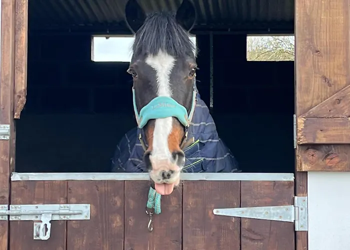 Apartament Toddys Hideaway Cavan